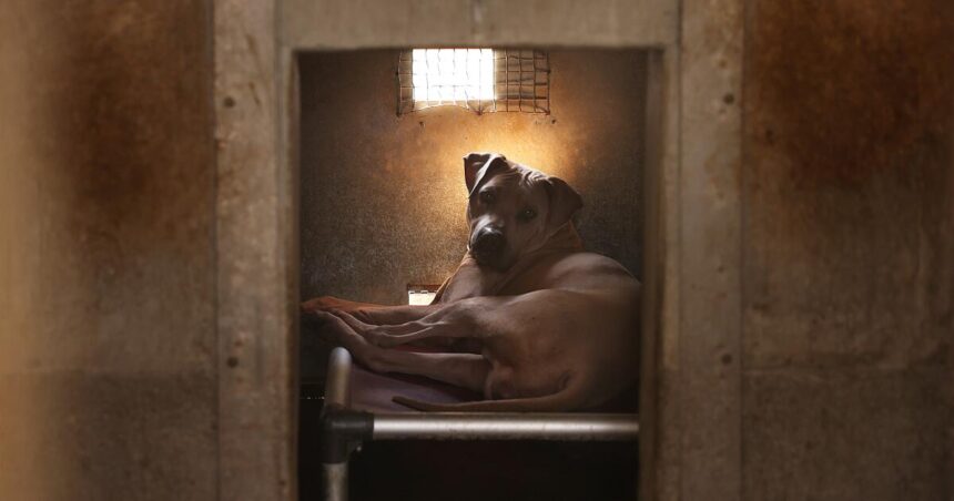 L.A. mayor says animal shelters won't close. Rescue groups are still on edge