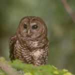 Plan to kill 450K owls pushes past major obstacle with Republicans both for and against