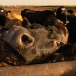 Trump is proposing a $12-billion aid package for farmers hit by his trade war with China